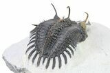 Short Trident Walliserops Trilobite - Timrzit, Morocco #316663-4